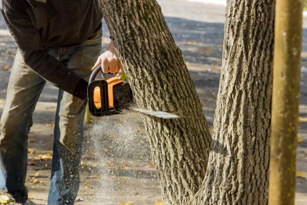 tree services Cheltenham