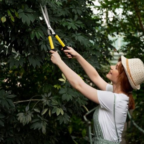Tree Arborist Sydney Q&A: Your Top Questions About Pruning, Removal and Tree Health